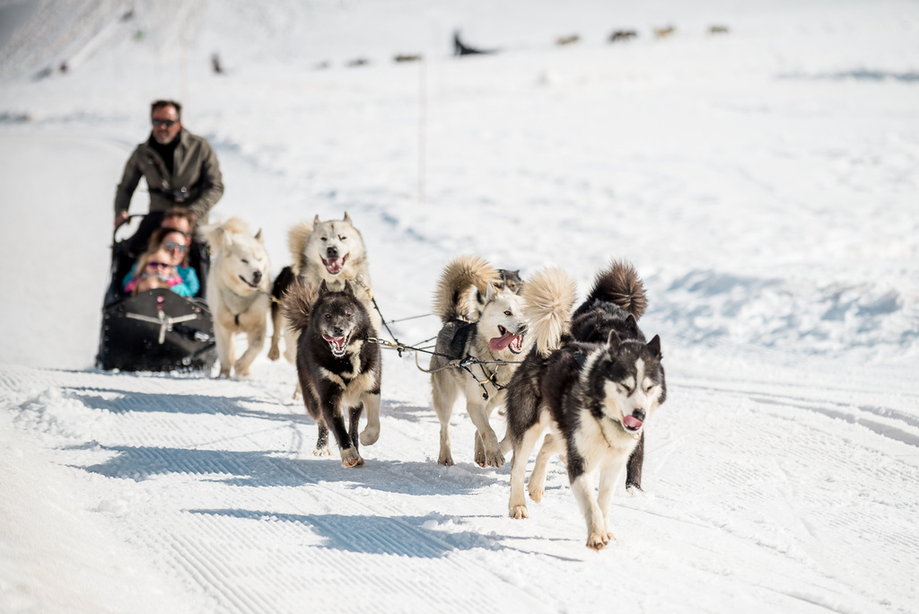 Chiens de traineau à Tignes