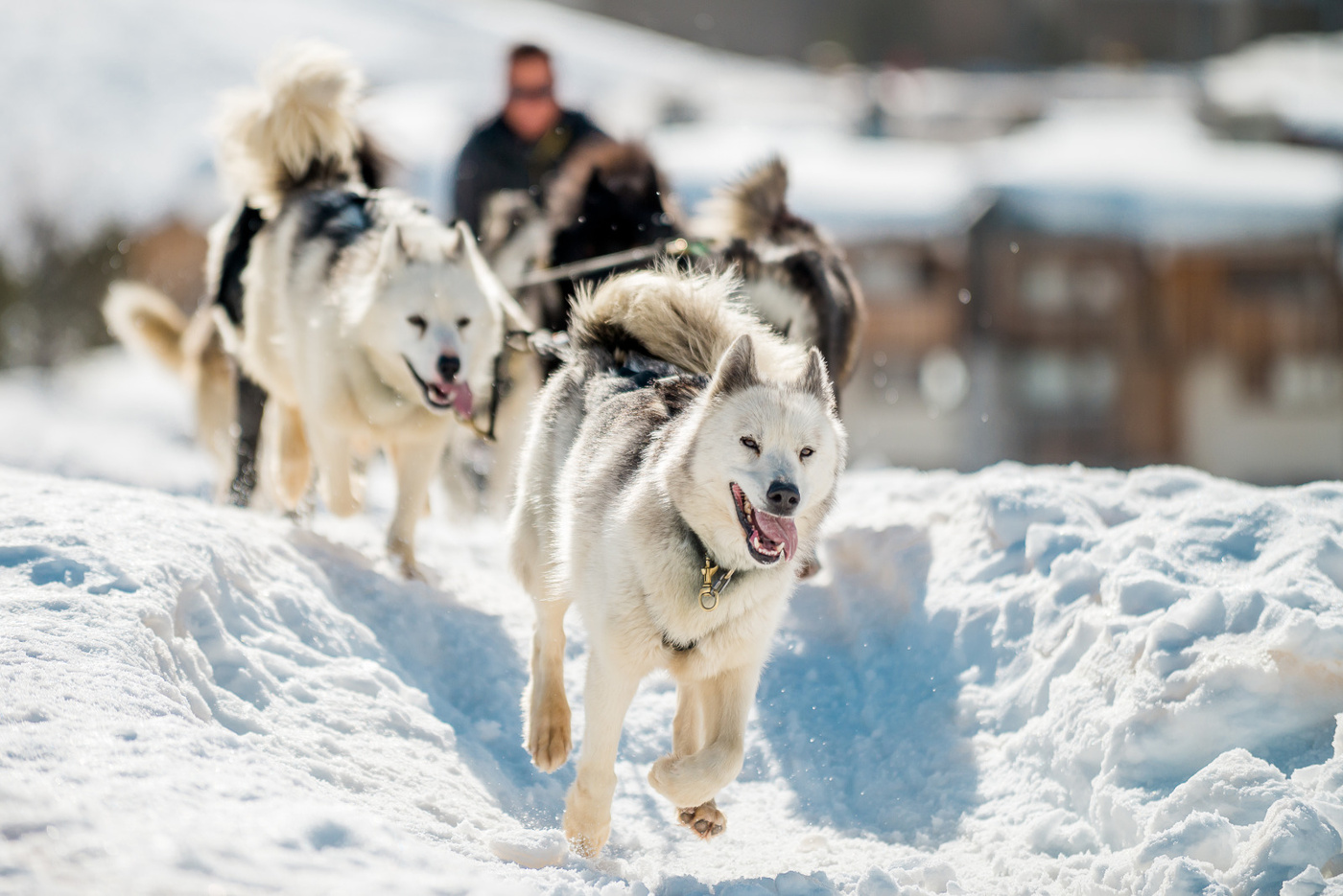 Schlittenhunde in Tignes