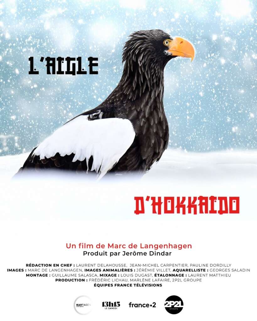 L'aigle d'Hokkaido