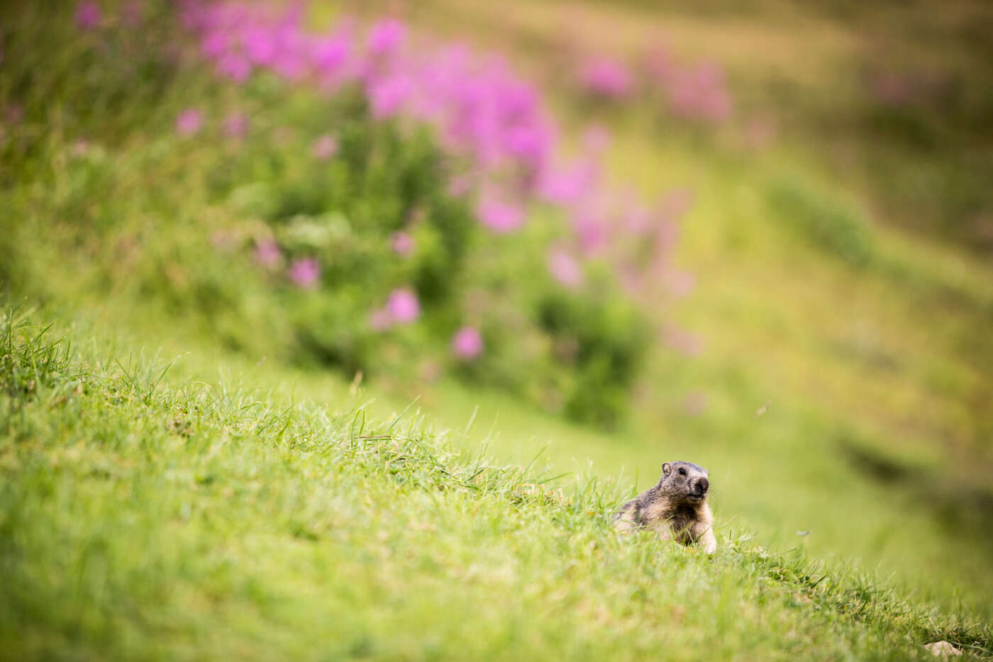 Marmotte sur les sentiers de Tignes