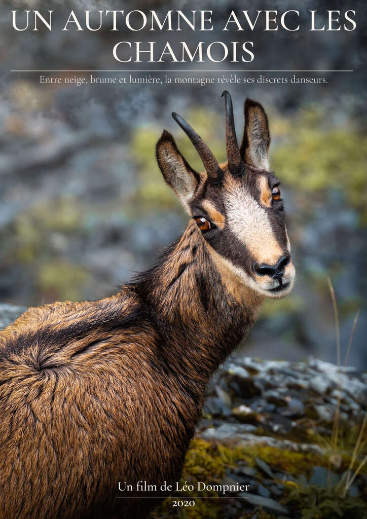 Un automne avec les chamois