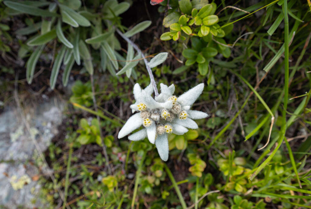 Edelweiss